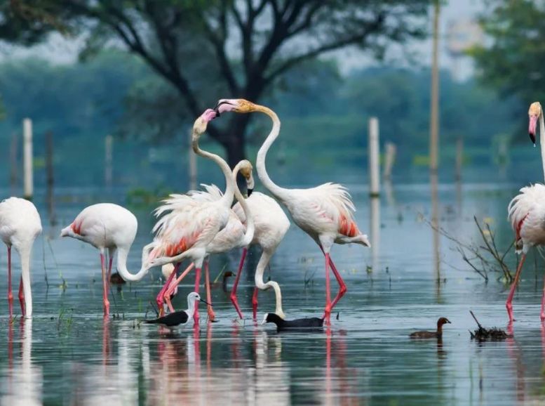 Keoladeo National Park, Bharatpur Bird Sanctuary