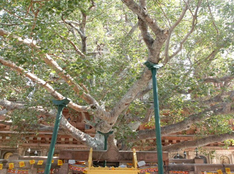 Bodhi Tree, Bodh Gaya