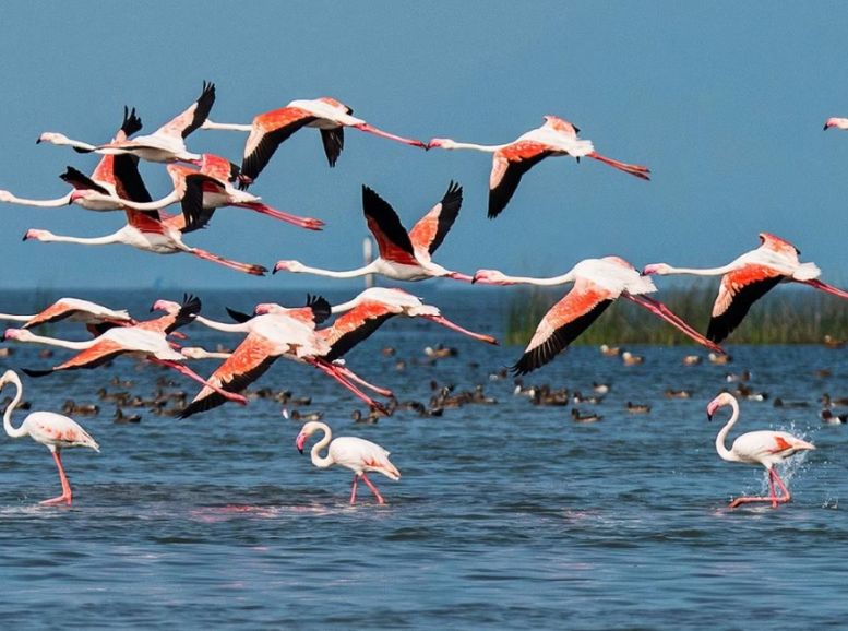 Kanwar Lake Bird Sanctuary, Begusarai