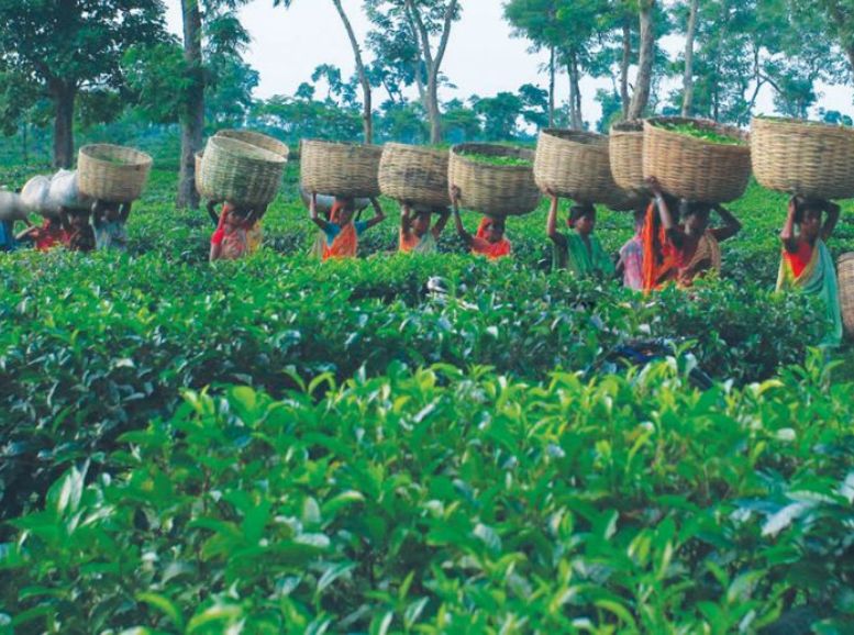 Tea Plantations tripura