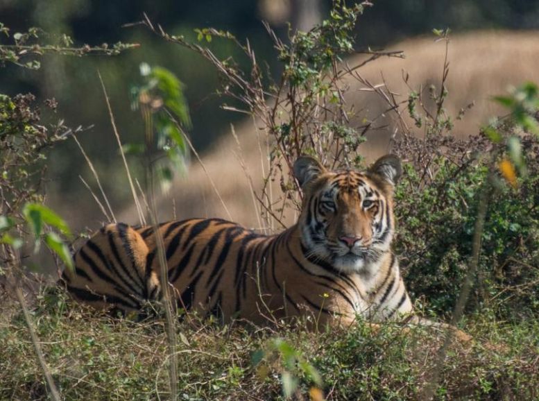 Tadoba Andhari Tiger Reserve 