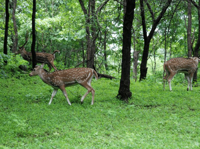 Satmaliya Deer Park