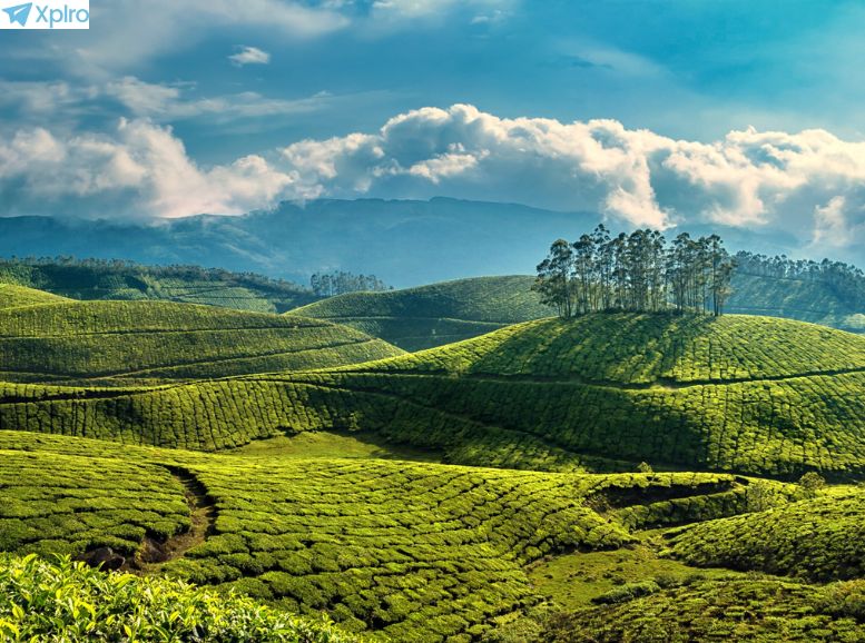 Tea gardens and plantations