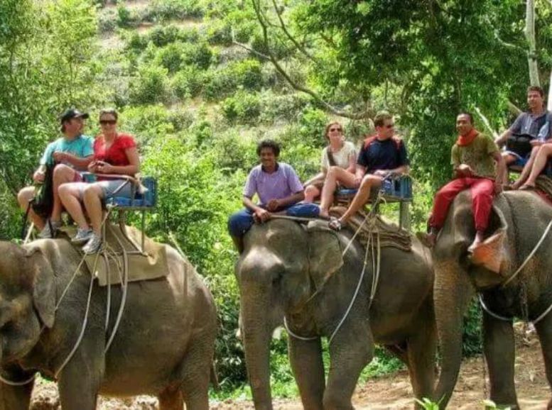 Elephant Rides and Trekking
