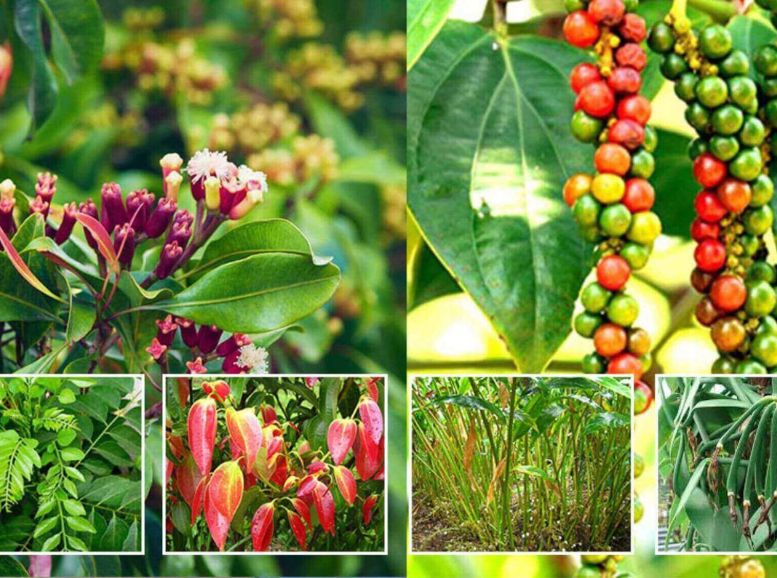 Spice Plantations