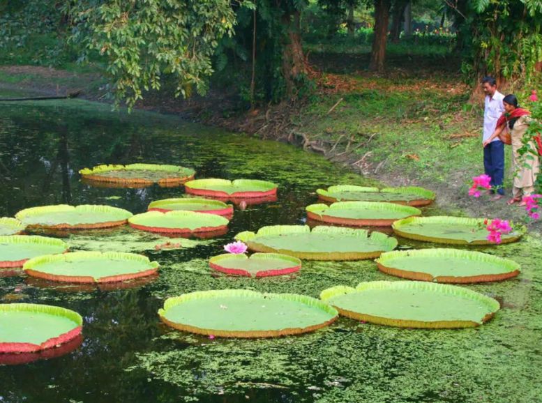 Kolkata Botanical Garden, West Bengal