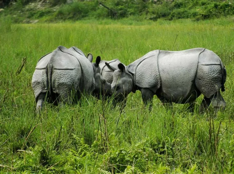 Jaldapara National Park,West Bengal