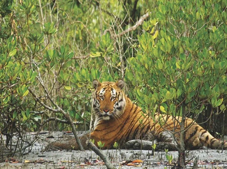 Sundarbans National Park
