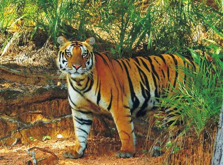 Satkosia Tiger Reserve, odisha