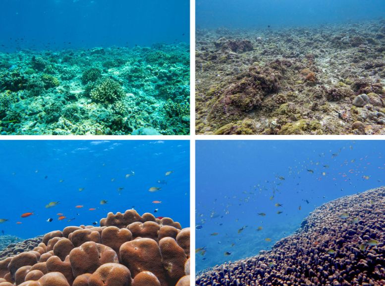 Agatti Coral Reef