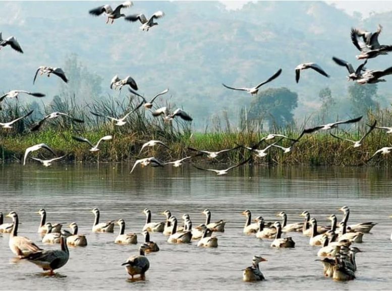 Harike Wetland and Bird Sanctuary, Ferozepur