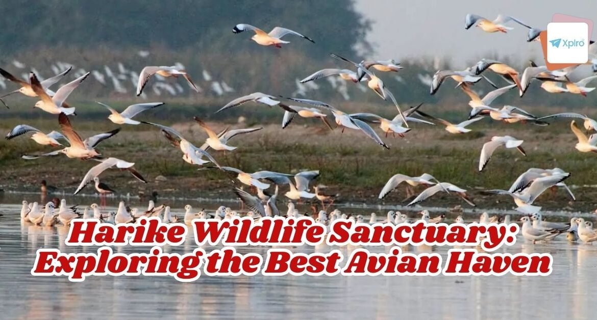 Harike Wildlife Sanctuary: Exploring the Best Avian Haven