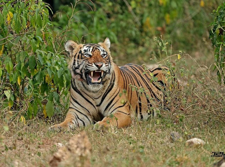 Sariska Tiger Reserve, Rajasthan, Xplro