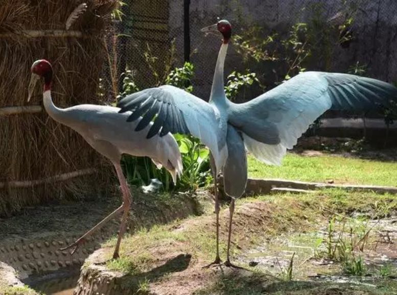 Bird Aviary, Kanpur Zoo, Xplro