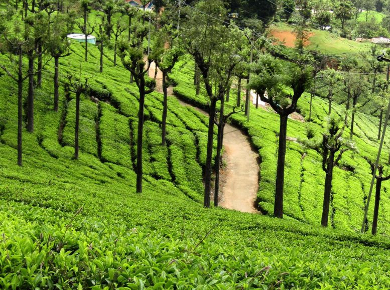 Tea Estates ooty, Tamil Nadu, Xplro