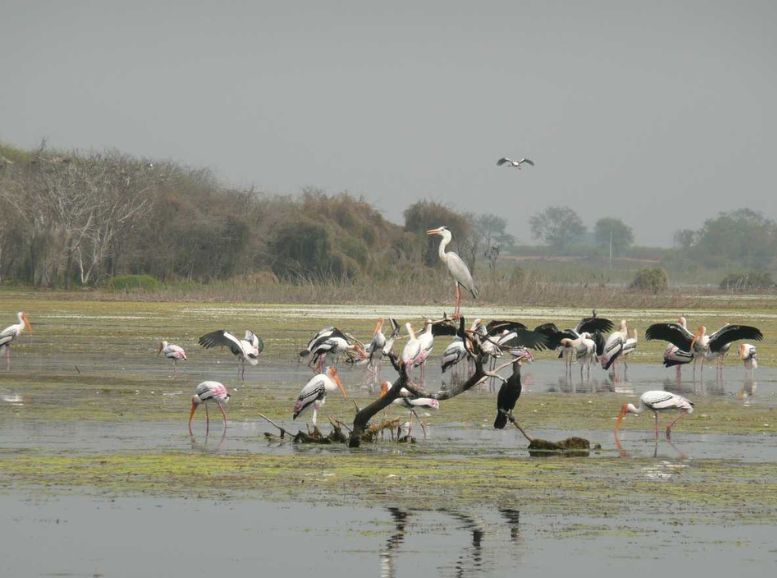 Water Bird Sanctuary, Rameshwaram,  Tamil Nadu, Xplro