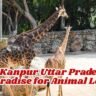 Zoo In Kanpur Uttar Pradesh: A Best Paradise for Animal Lovers
