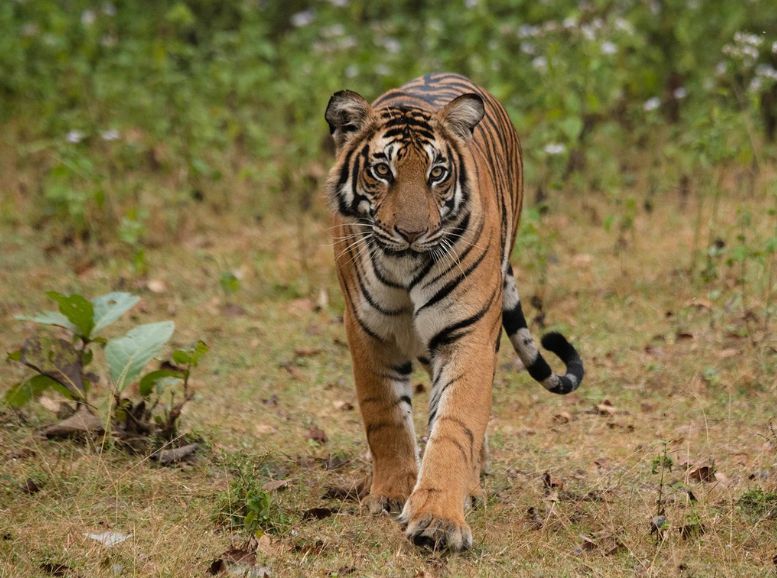 Anamalai Tiger Reserve (Indira Gandhi Wildlife Sanctuary and National Park), Coimbatore, Xplro
