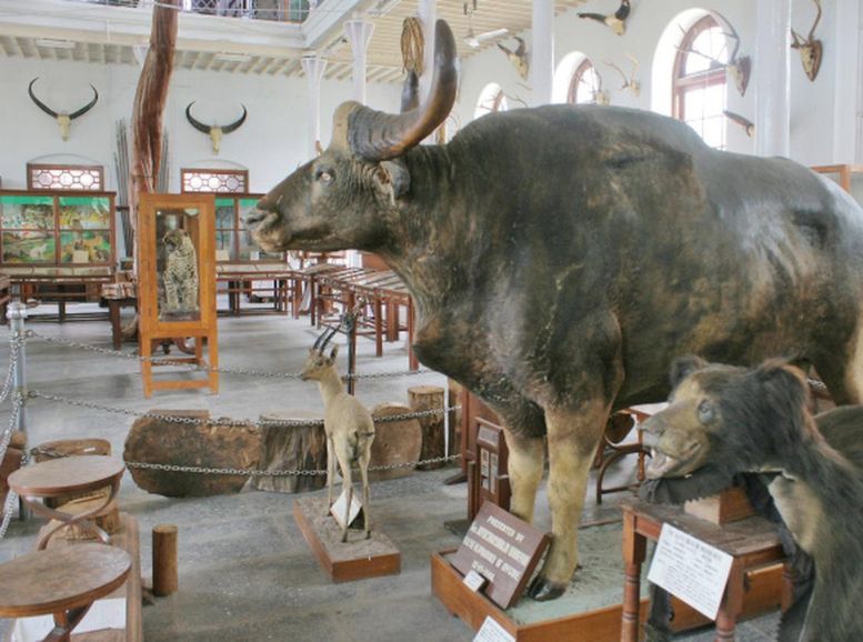 Gass Forest Museum, Coimbatore, Xplro
