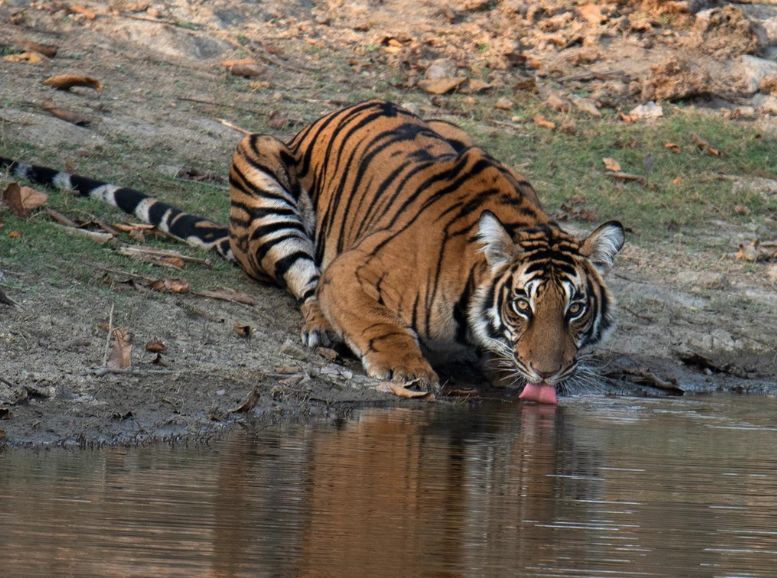 Mundanthurai Tiger Reserve, Tirunelveli , Xplro