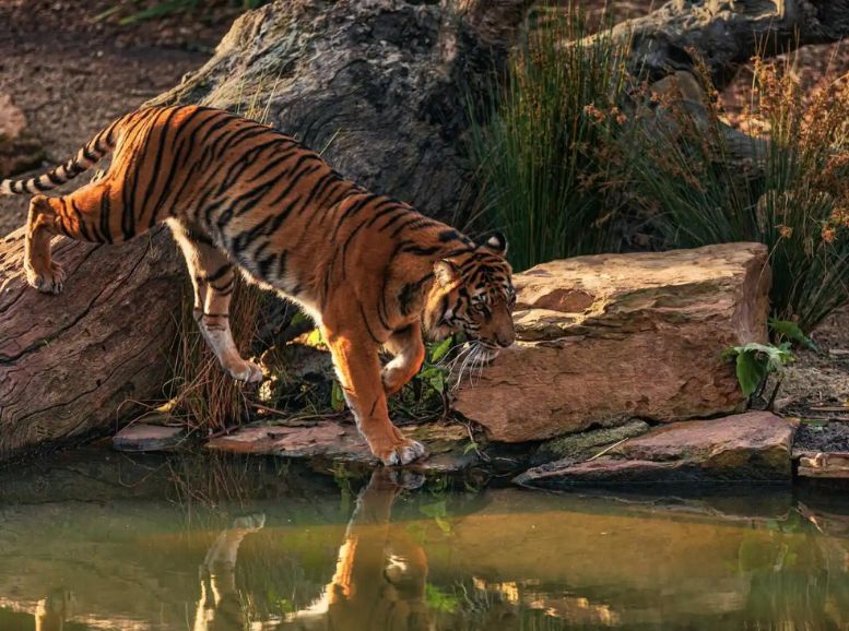 Kalakkad Mundanthurai Tiger Sanctuary, Tirunelveli, Xplro