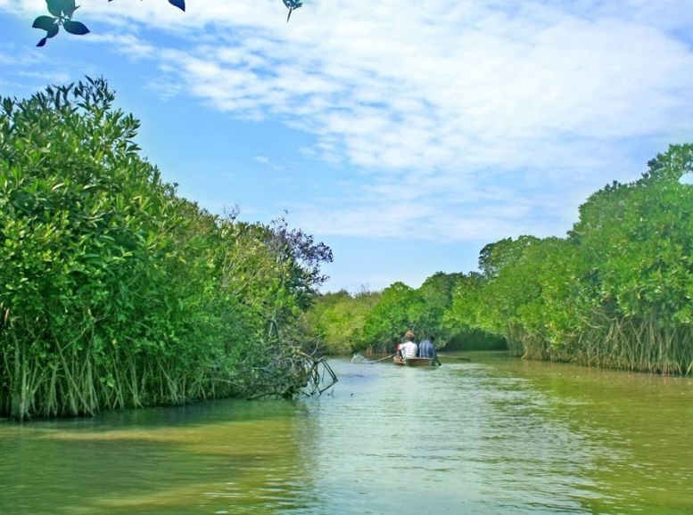 Pitchavaram Backwaters, Pichavaram, Tamil Nadu, Xplro