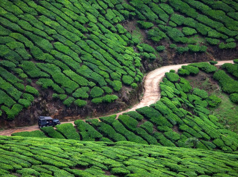 Tea Gardens and Estates Munnar, Kerala, Xplro