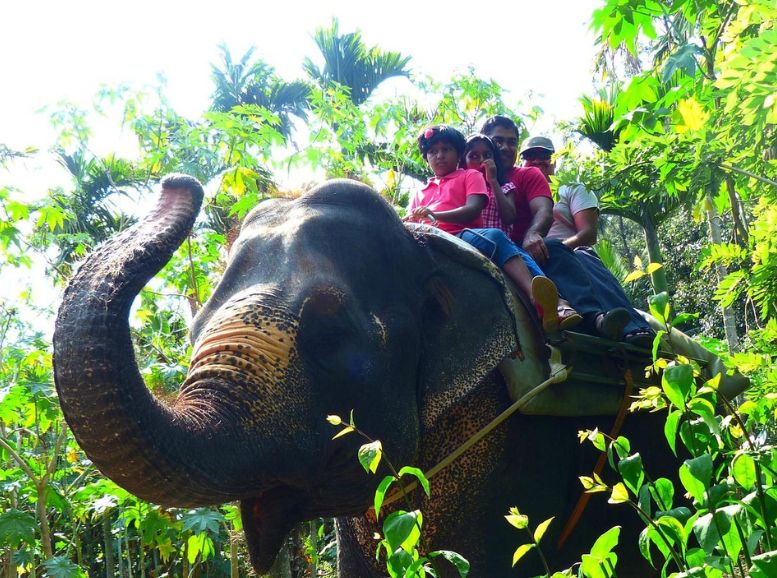 Elephant Junction, Xplro, Kerala