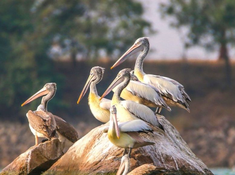 Ranganathittu Bird Sanctuary,  Mysore, Karnataka, Xplro