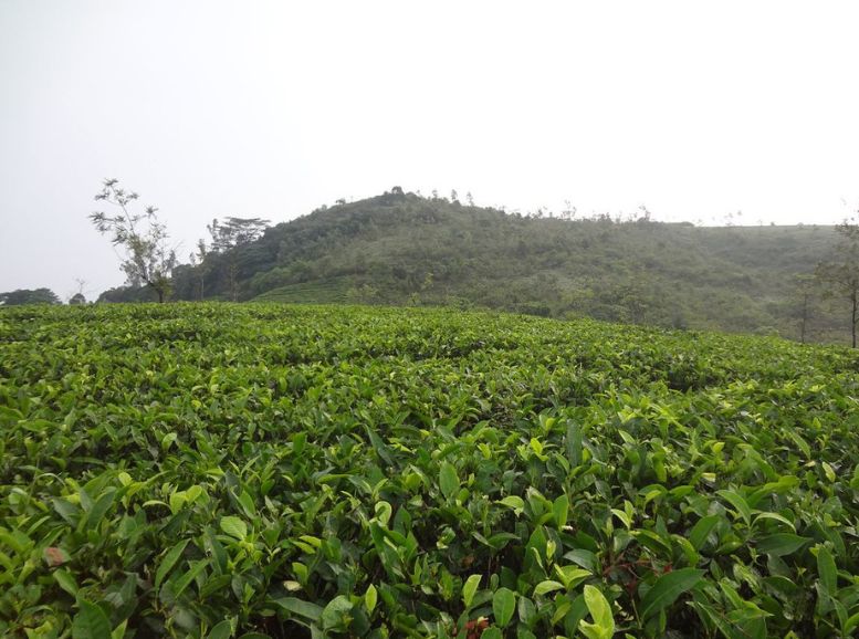 Tea Estates, Vagamon Kerala, Xplro