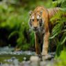 Bandipur National Park, Xplro, Karnataka