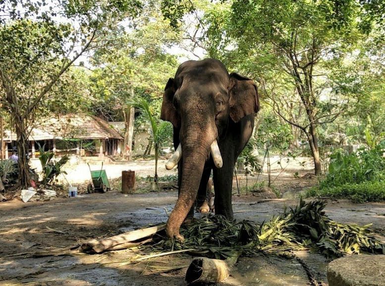 Punnathur Kotta Elephant Sanctuary Thrissur karnataka, Xplro