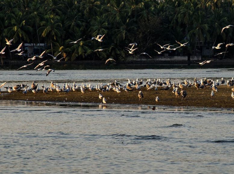 Kadalundi Bird Sanctuary Kozhikode Kaerala, Xplro