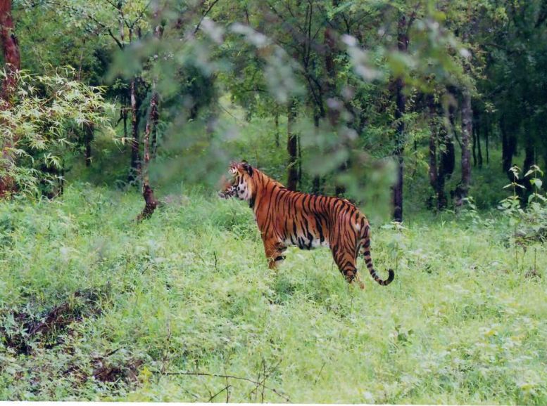Bhadra Wildlife Sanctuary Chikmagalur, Xplro, Karnataka