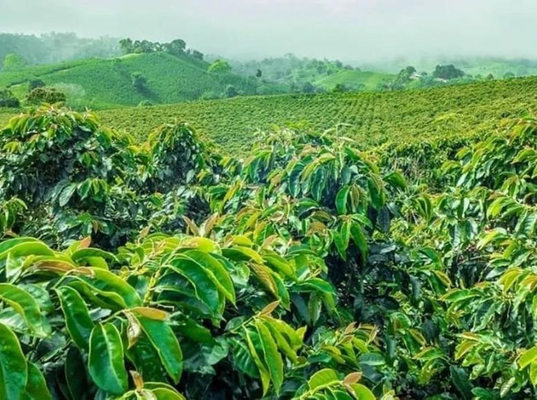Coffee Plantations Ananthagiri Hills, Xplro, Andhra Pradesh