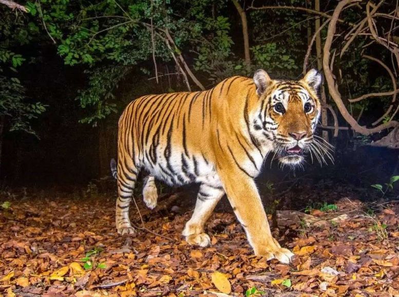 Nagarjunasagar-Srisailam Tiger Reserve, Xplro, Andhra Pradesh