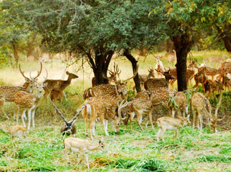 Biodiversity and Wildlife KBR National Park, Xplro