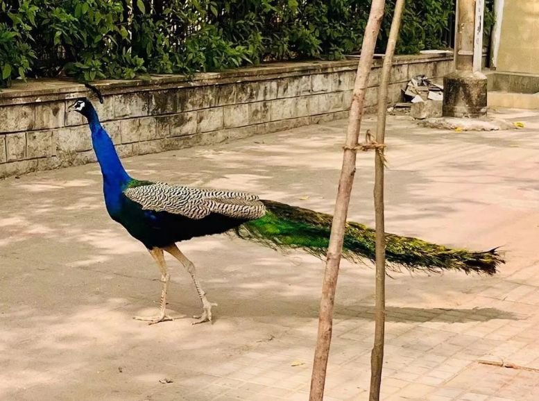 Peacock Enclosures KBR National Park, Xplro, Telangana