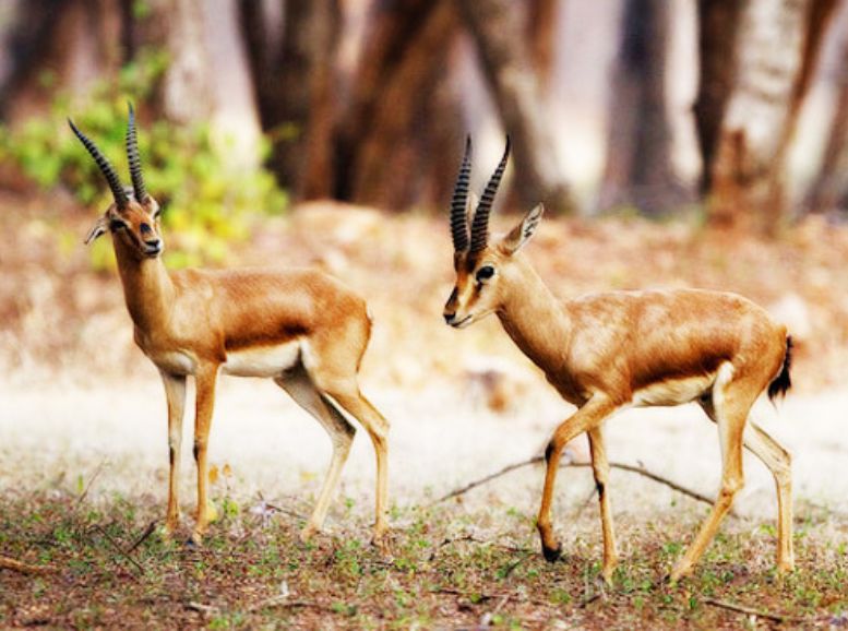 Basar Wildlife Sanctuary Telangana, Xplro