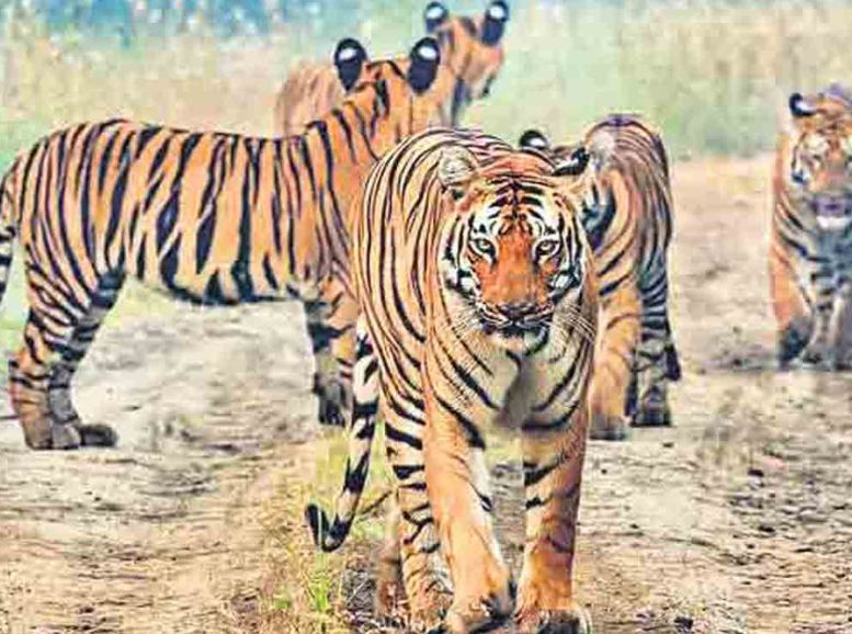 Nagarjunasagar Wildlife Sanctuary Telangana, Xplro