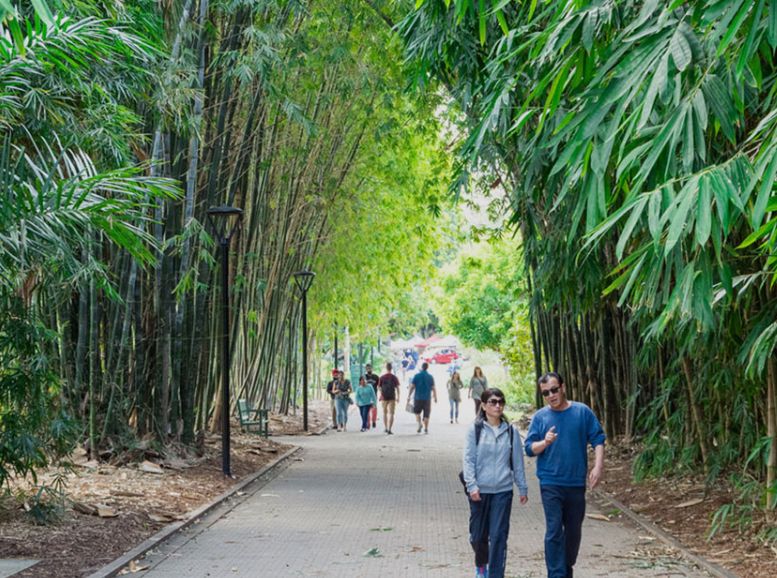 Bamboo Forest Hyderabad Botanical Gardens, Telangana, Xplro