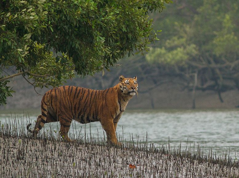 Sunderbans National Park, Xplro, West Bengal