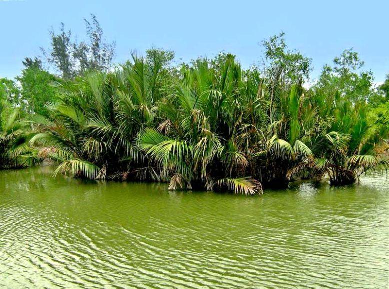 Tin Kona Island Sundarban National Park, Xplro, West Bengal