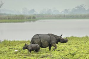 Kaziranga Wildlife Safari: Exploring the Wild Side of India in a 5-Day Itinerary