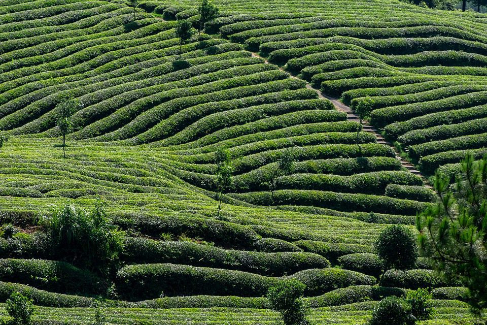  Darjeeling Tea Gardens Itinerary