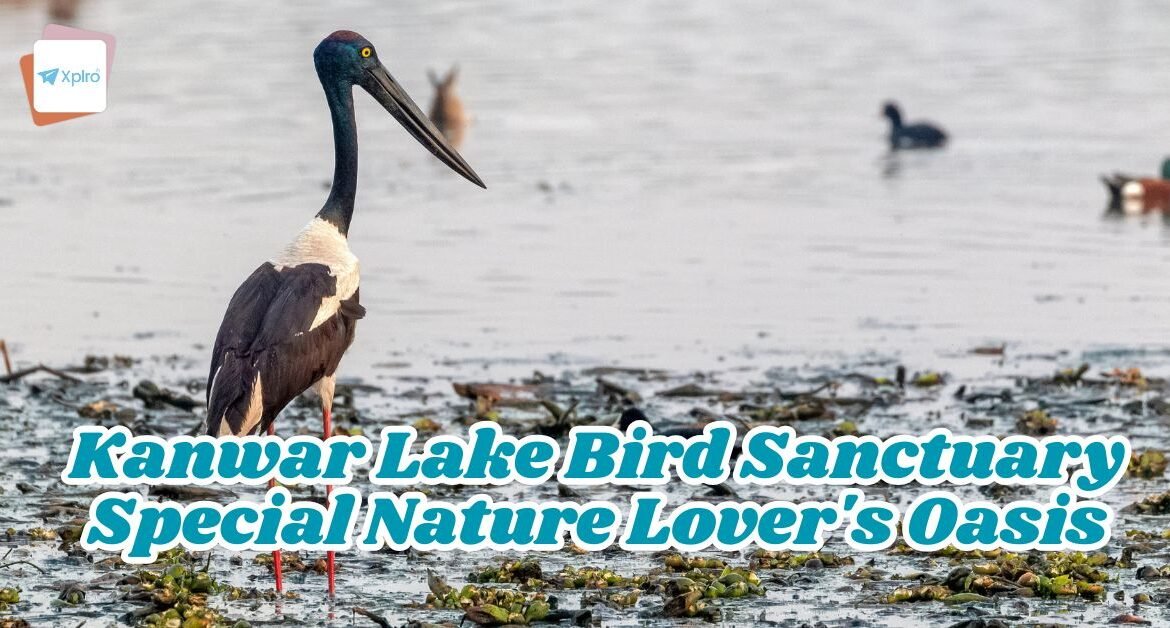 Kanwar Lake Bird Sanctuary: Special Nature Lover's Oasis