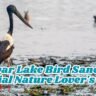 Kanwar Lake Bird Sanctuary: Special Nature Lover's Oasis