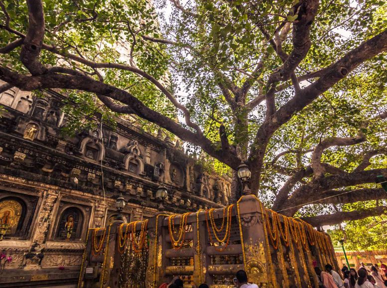 Bodhi Tree, Bodhgaya , Xplro