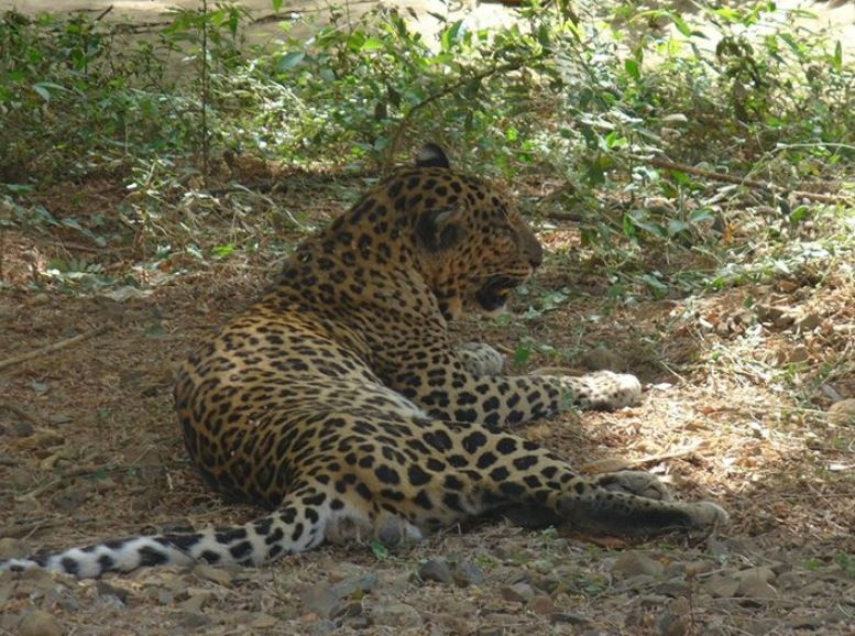 Wildlife Safaris, Valmiki National Park, Xplro, Bihar