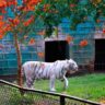 Nandankanan Zoological Park, Xplro, Odisha